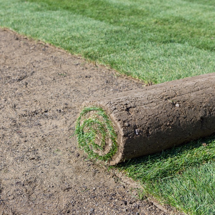 Grass Services in Carrollton, TX Grass Services in Carrollton, TX